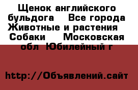 Щенок английского бульдога  - Все города Животные и растения » Собаки   . Московская обл.,Юбилейный г.